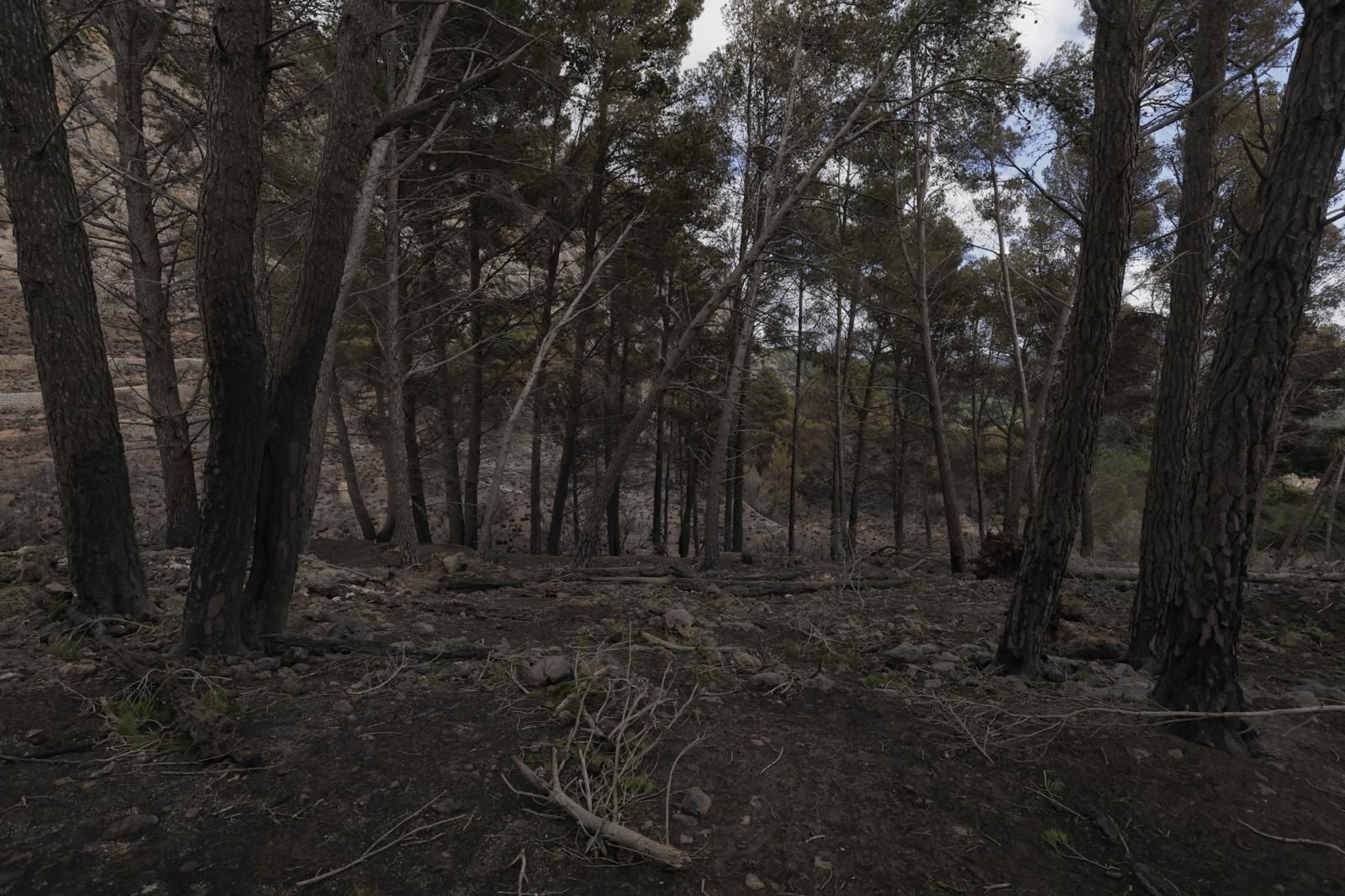 FOTOS | Dan por controlado el incendio de Andratx