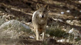 La guerra del lobo