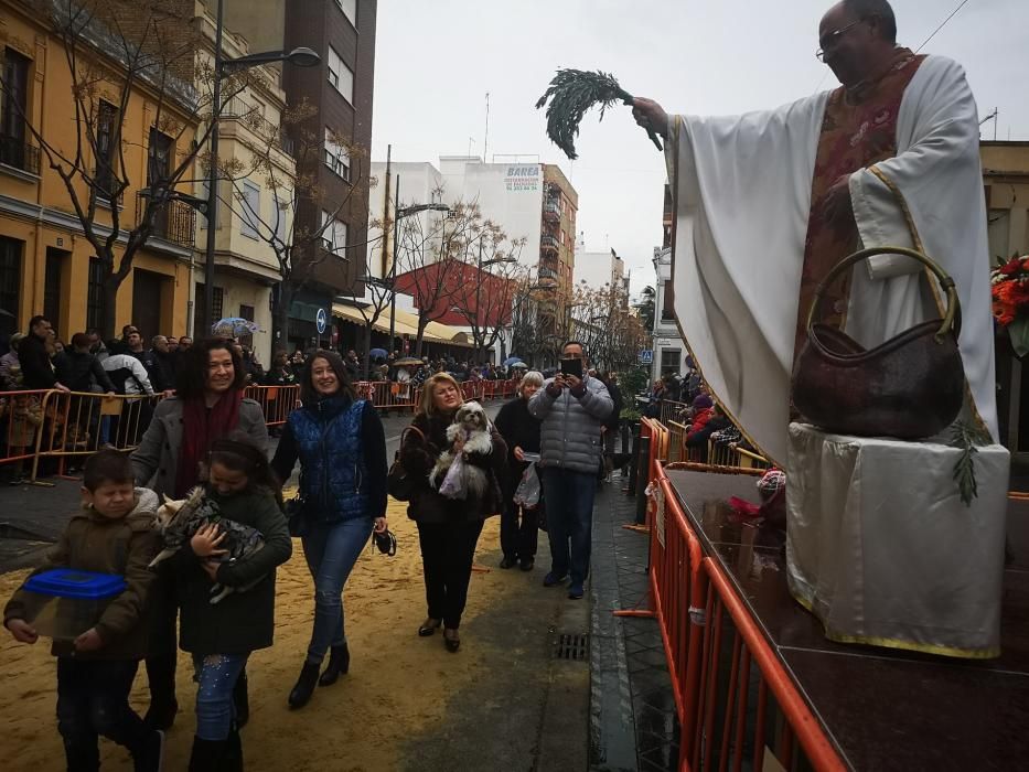 Bendición de animales en Xirivella.