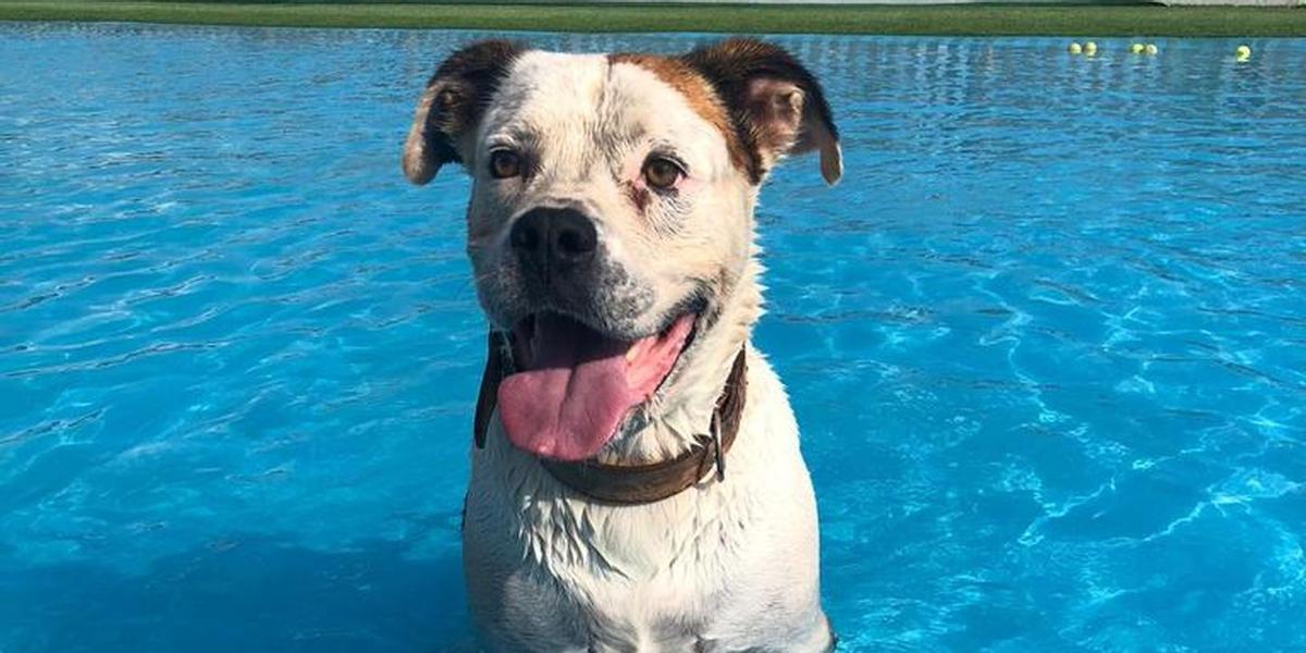 Marley falleció en 2020 tras recibir tres disparos de un agente en la zona de la Marjalería de Castelló.