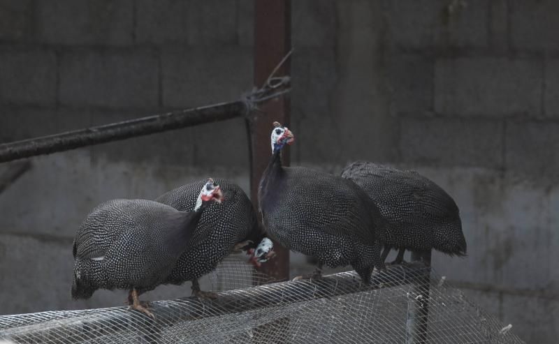 Finca de Arona donde han hallado animales muertos