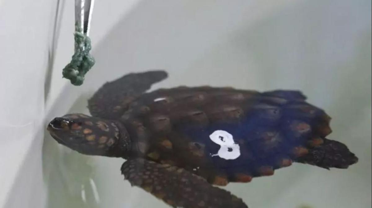 Una tortuga en crecimiento que se alimenta con las pinzas. /