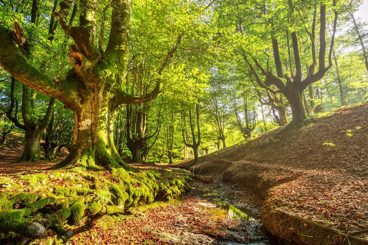 Parque Nacional de Gorbea