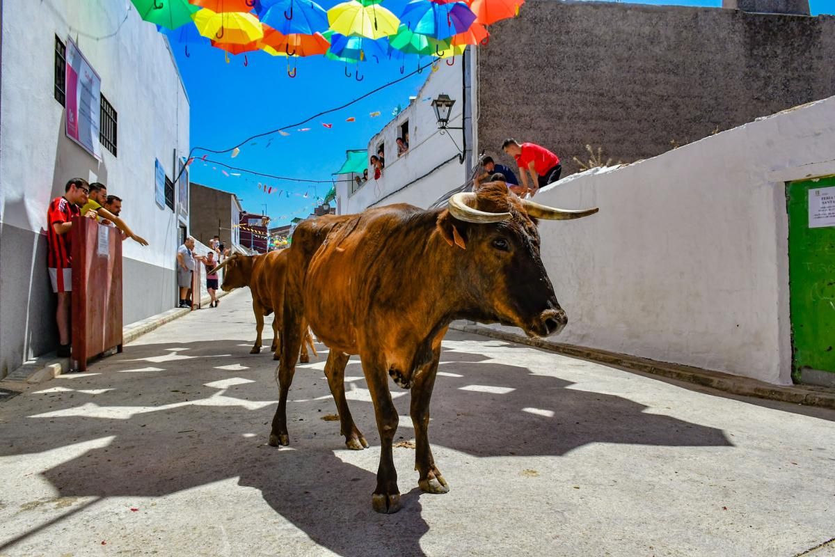 Encierro de las vaquillas de El Viso