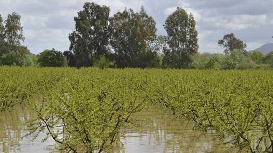 Agroseguro cifra en 30 millones los daños en el campo y en el 90% las pólizas cubiertas