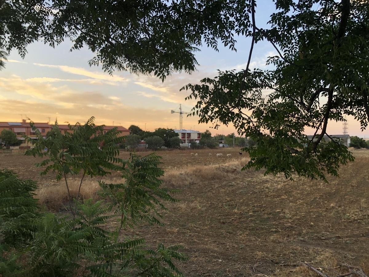 Fotogalería | El zonche de los Villegas en Cáceres