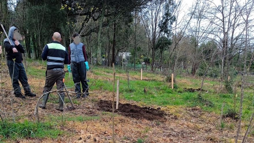 Roban una decena de castaños recién plantados en el monte de Chapela