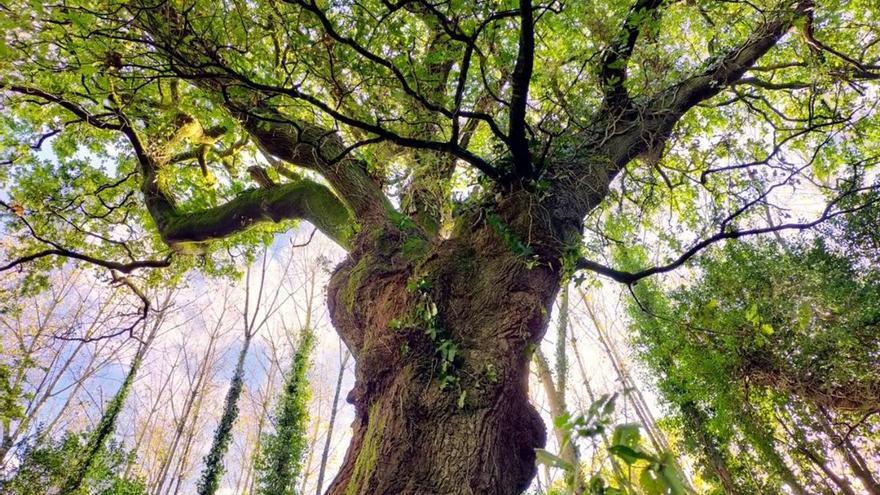 Este es el árbol de Conxo candidato a Árbol Europeo del Año 2022