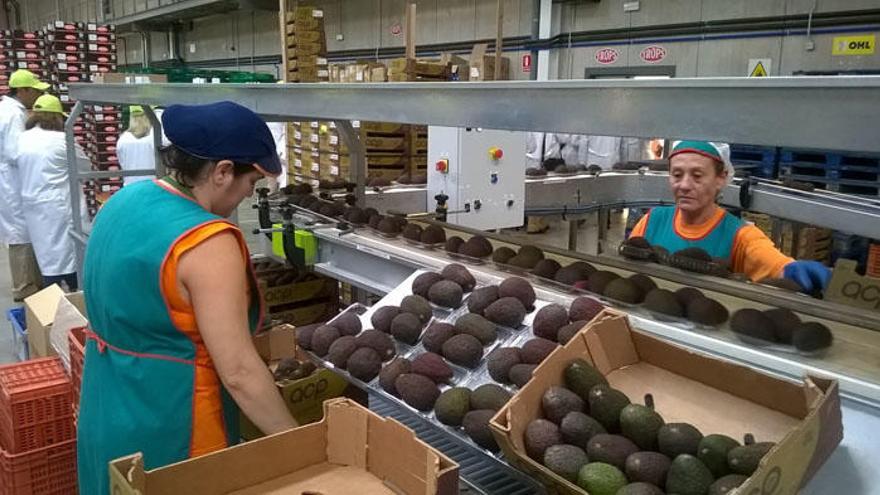 Planta de clasificación de aguacates en la Axarquía.