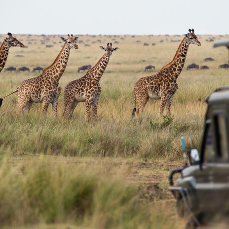 En este país africano podrás aventurarte en safaris y bañarte en playas paradisiacas