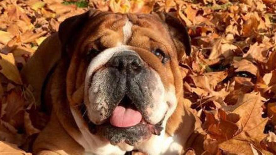 Roscoe, el bulldog de Hamilton.