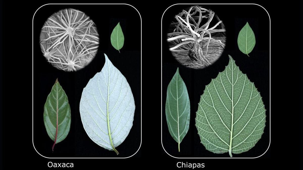 Tipos de hojas similares evolucionaron independientemente en tres especies de plantas que se encuentran en los bosques nubosos de Oaxaca, México, así como en tres especies de plantas en un ambiente similar en Chiapas, México.