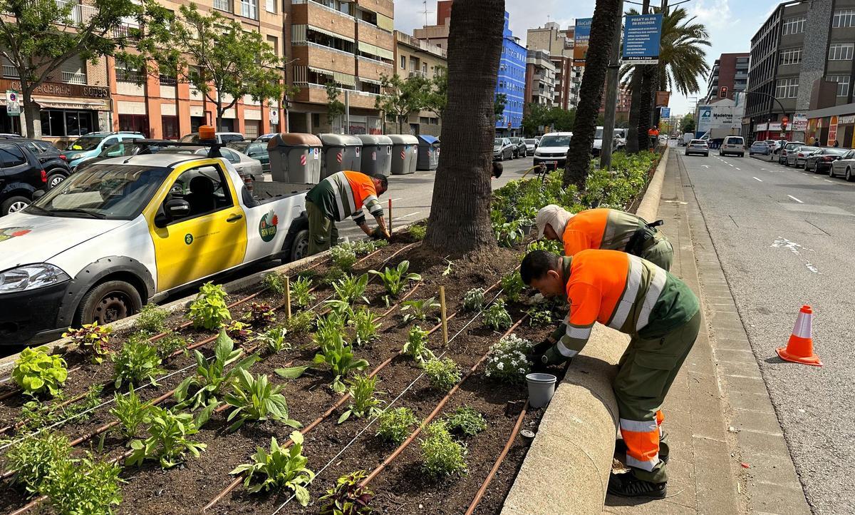 Plantación de vegetación en L'Hospitalet de Llobregat.