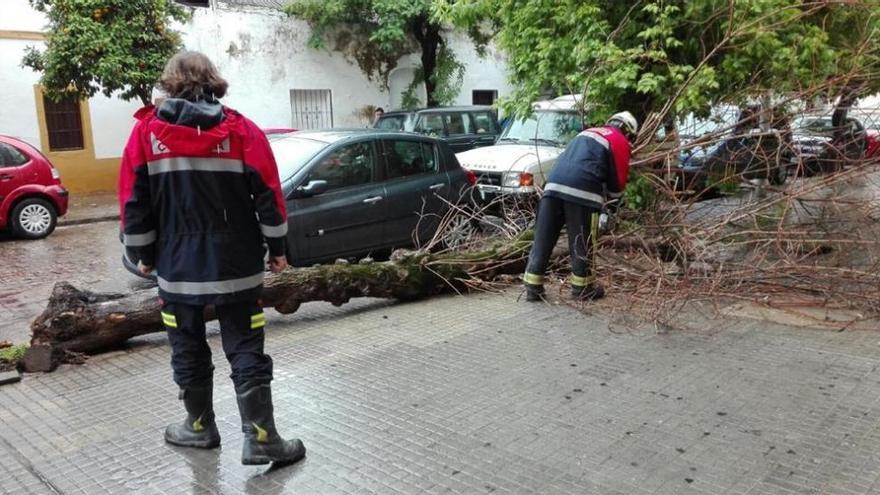 Se cae un árbol sobre la acera en la zona de Ollerías de la capital cordobesa