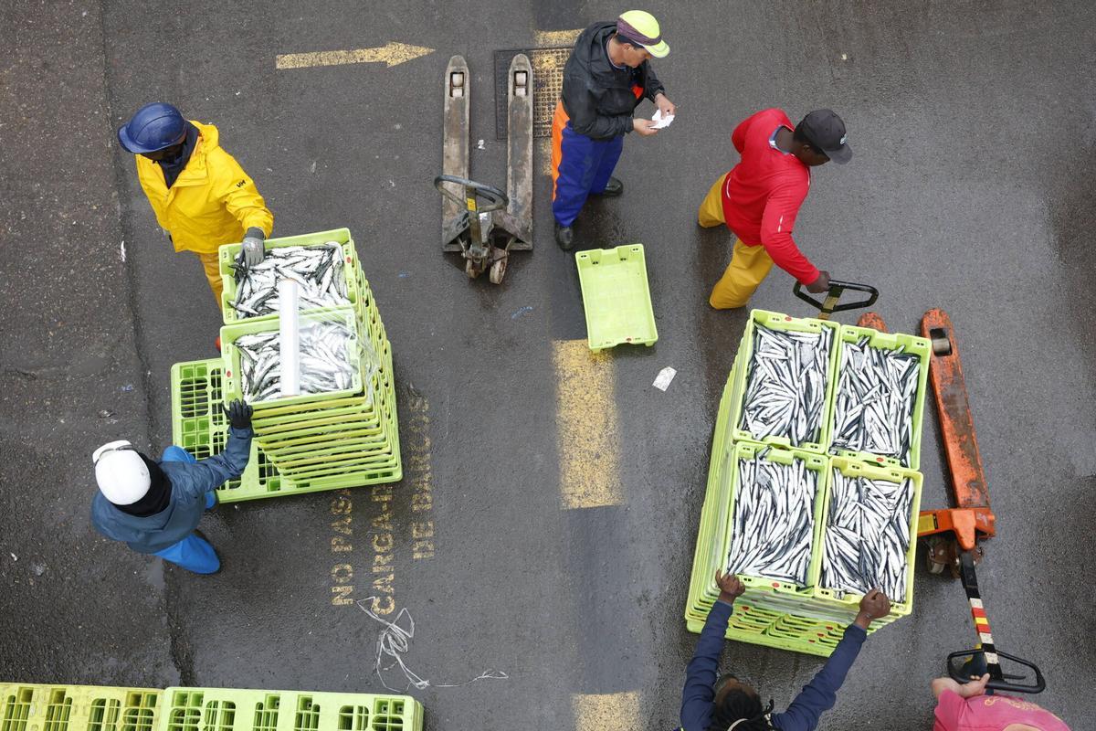 EN IMÁGENES: "Intensa y épica" descarga en Lonja Gijón: más de 65.000 cajas de bocarte y 550.000 kilos de pescado rulado