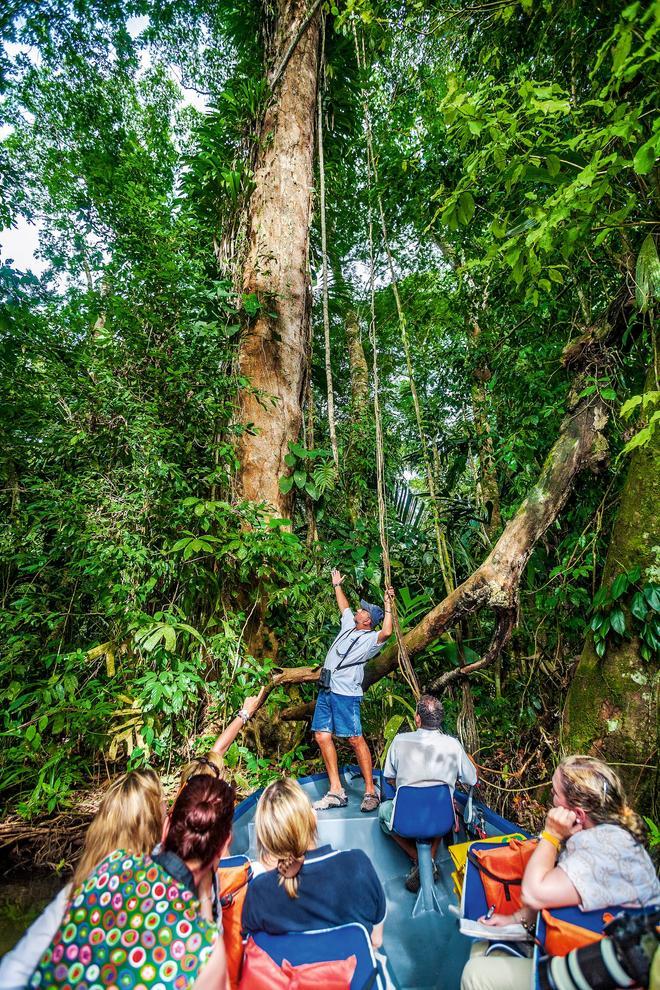 Mostrando uno de los árboles de las 400 especies que hay en el Parque Nacional Tortuguero durante una excursión