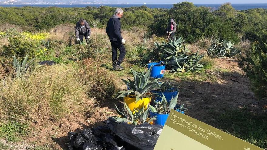 La ecotasa posibilita la retirada de 17,6 toneladas de residuos en el Parque Natural de Ses Salines