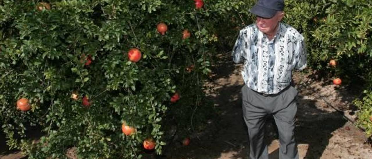 La superficie dedicada al cultivo de granadas ha crecido