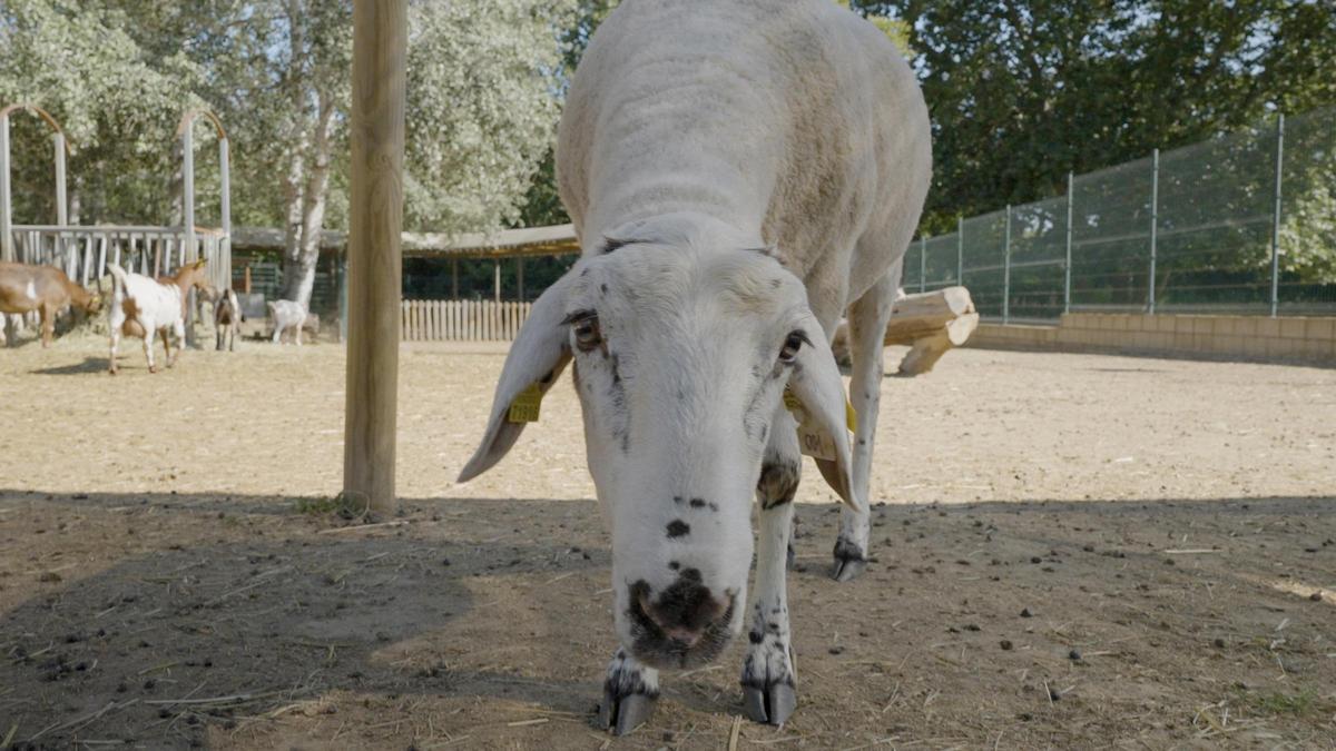 La oveja Gaia con 13 meses de vida.