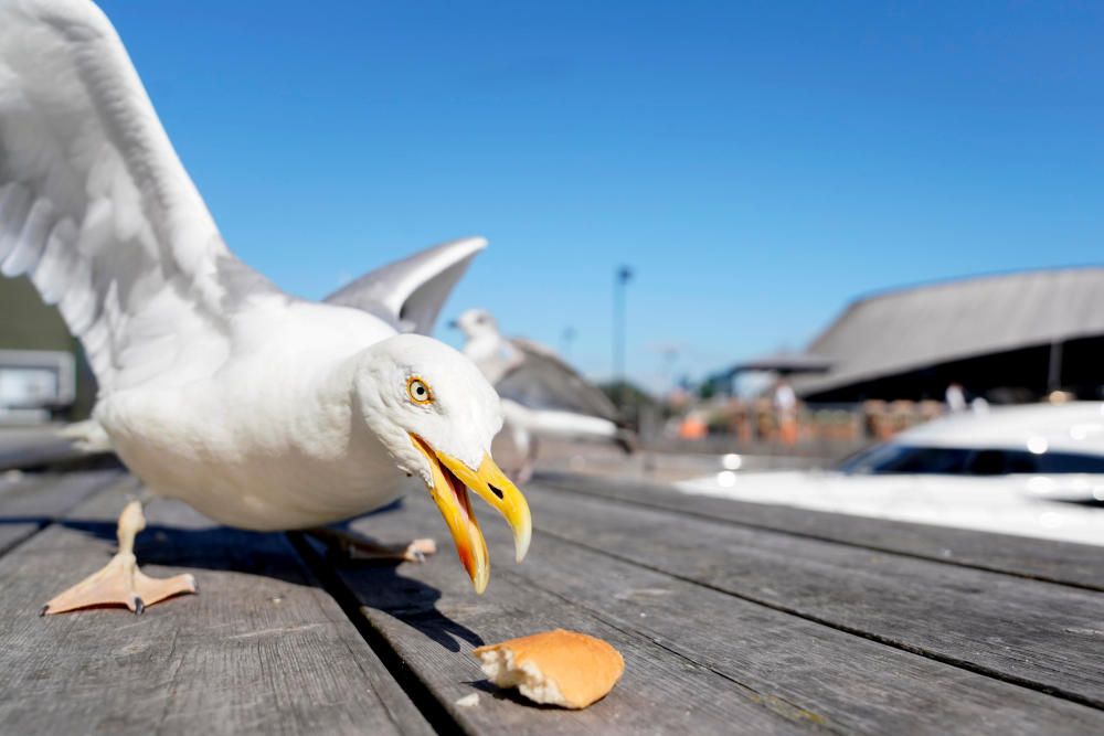 A seagull attempts to eat a piece of bread ...