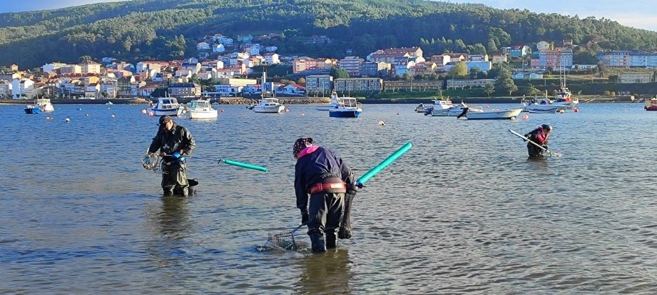 Mariscadores de a pé faenando na ría de Corcubión.