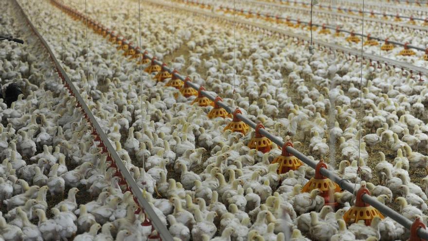 Promueven en Saa una granja para cebar 210.444 pollos al año