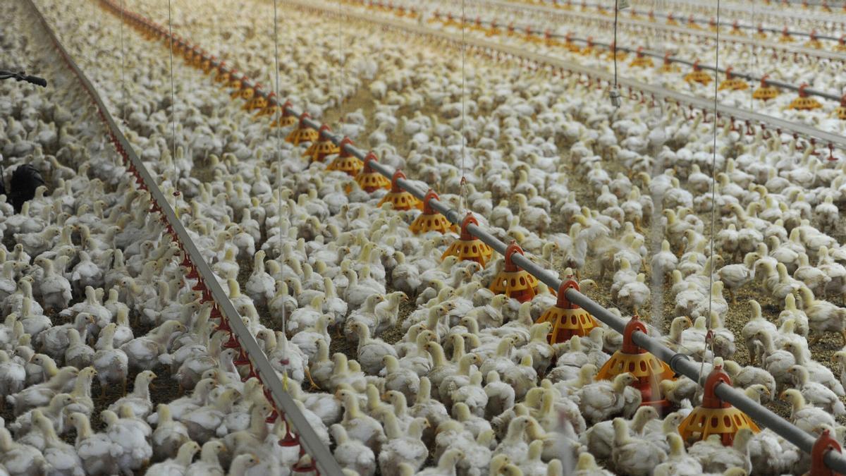 Una explotación de pollos de cebo.