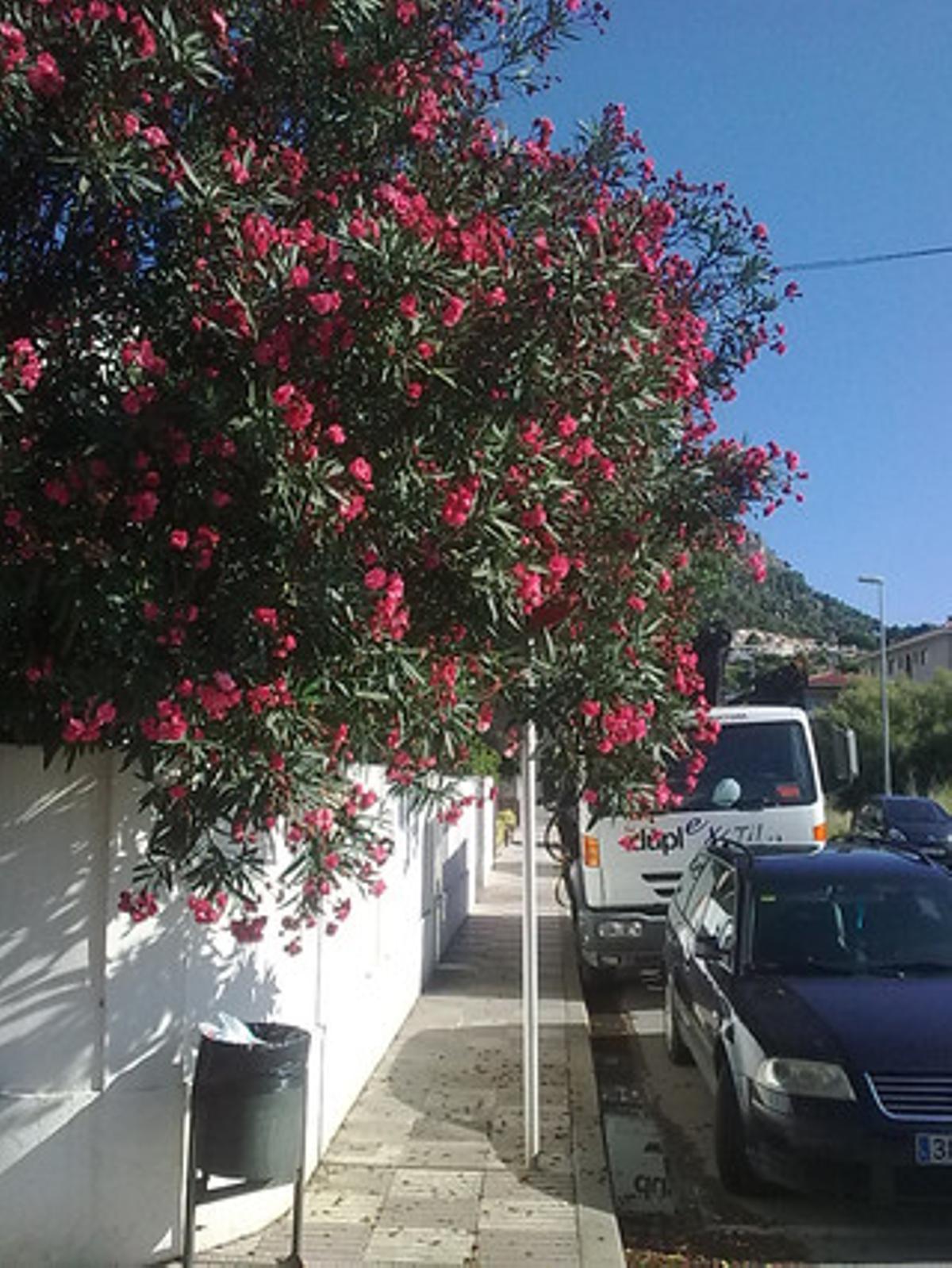 Senyal de trànsit amagat a la ’selva’. Darrere d’aquesta capa de fulles i flors hi ha un senyal de trànsit de direcció prohibida, al carrer de l’Empordà, a l’Estartit. El cas és que, en el seu moment, ja es va col·locar quan la visibilitat era pràcticament nul·la. Aquesta situació provoca moltes badades de conductors que s’endinsen per aquest carrer i causen alguns incidents i incomoditats, ja que en aquest tram hi ha una sortida de pàrquing. L’ajuntament hauria de corregir ben aviat aquesta anomalia.