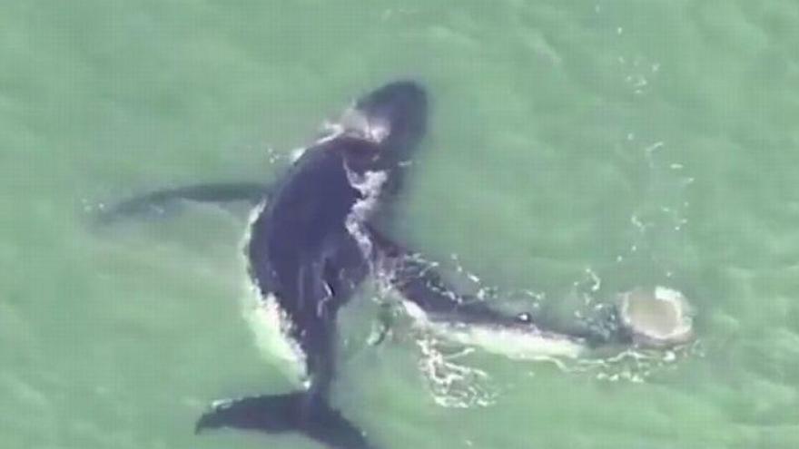 Una cría de ballena salva a su madre varada en un banco de arena