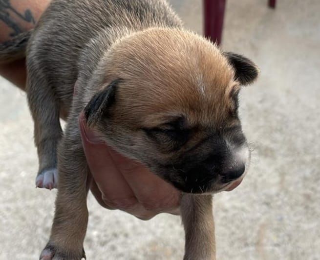 Cinco nuevos cachorros de Podenco son tutelados en las instalaciones de la protectora Spax de Xàtiva