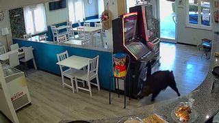 Un jabalí siembra el caos en Avilés: entra a la carrera en un bar y aterroriza a las camareras