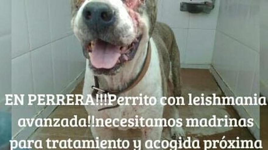 Una veterinaria pide ayuda para evitar que un perro enfermo sea sacrificado