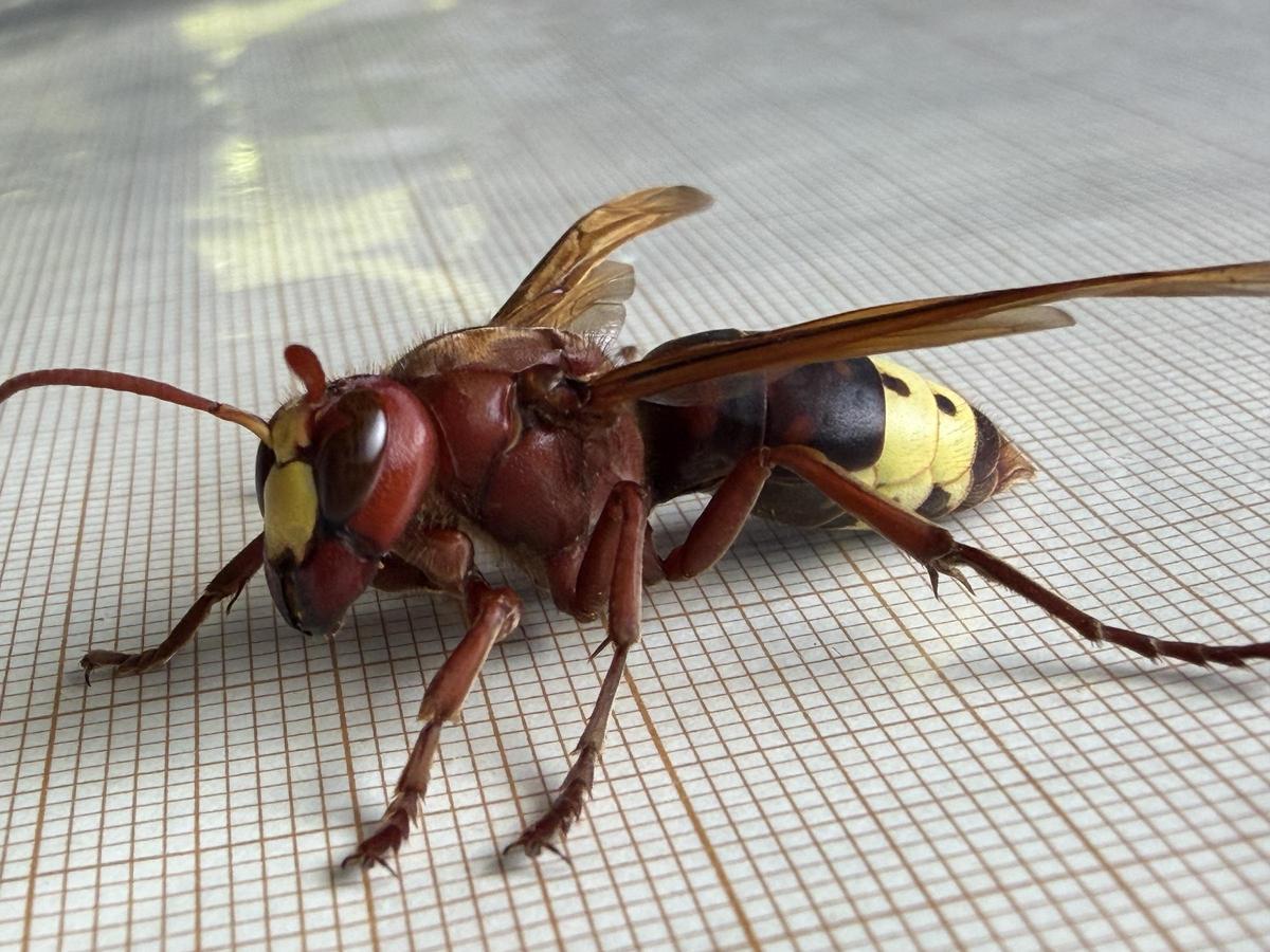 Ejemplar de avispón oriental.