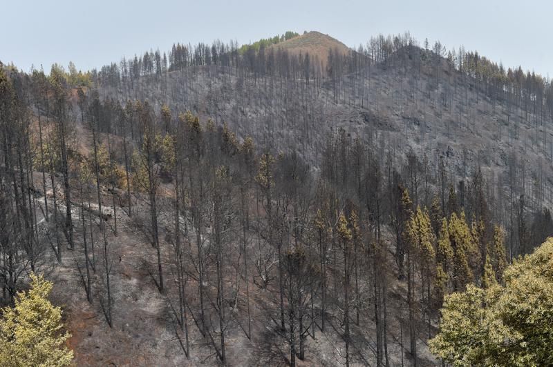 24-08-2019 TEJEDA. Zonas quemadas junto a la carretera de Cruz de Tejeda a Pinos de Galdar  | 24/08/2019 | Fotógrafo: Andrés Cruz