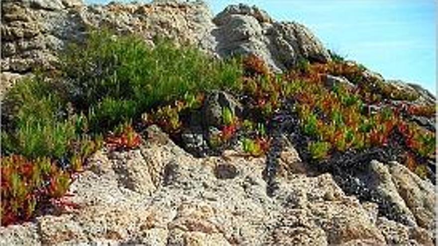 Una clapa de bàlsam en un penya-segat de la costa.