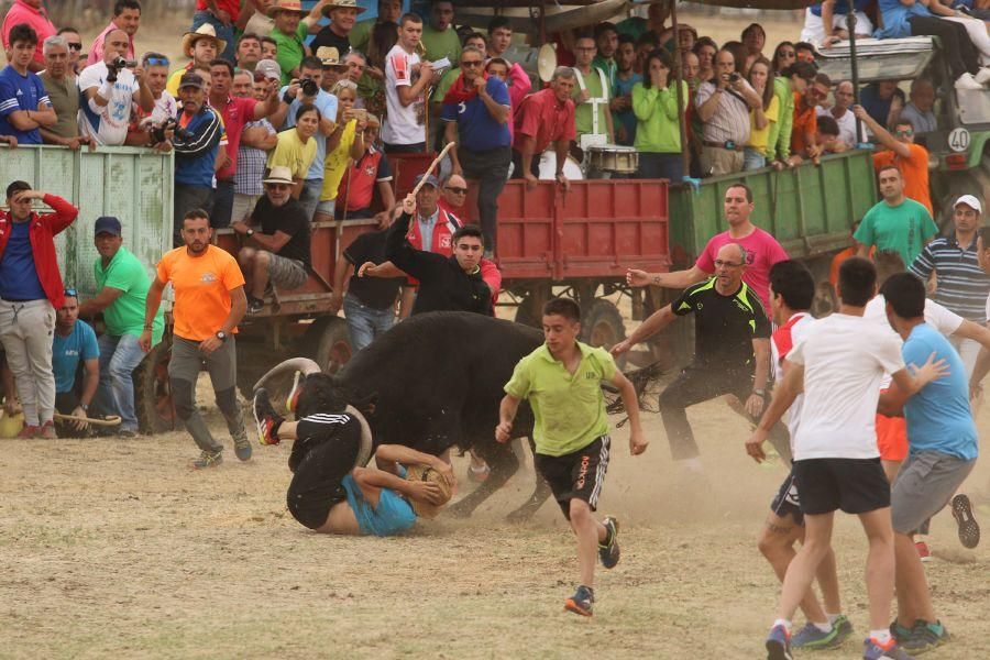 Segundo encierro taurino en Guarrate