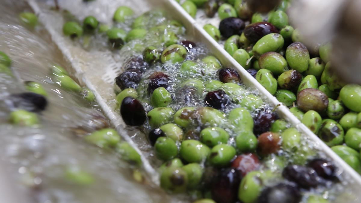 Die Oliven werden mehrmals im Wasser gewendet und so gesäubert.