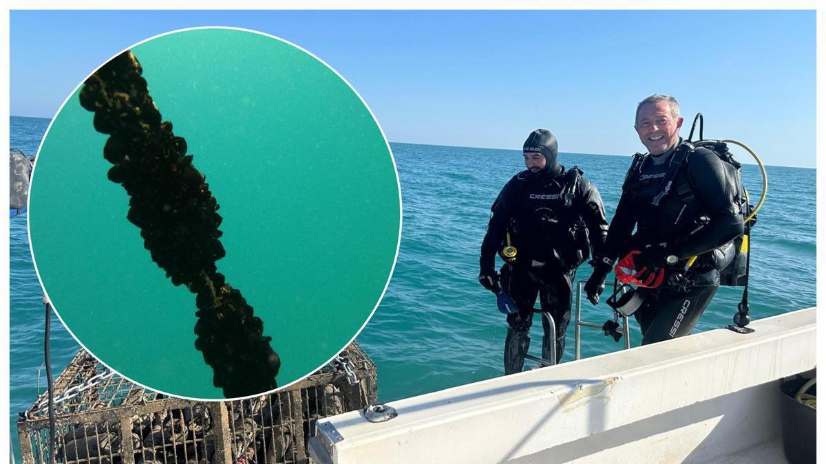 Así funciona el criadero de mejillones de Alcossebre