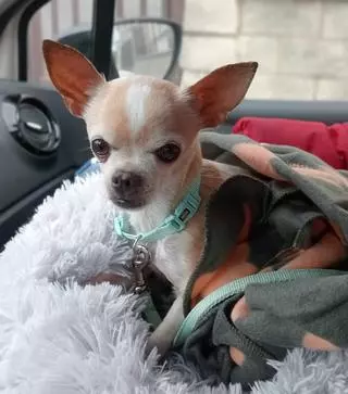 Ibiza tramita diez multas por abandono animal por 100.000 euros: Viruta, la chihuahua de la casa okupa y Pepe, dejado en una clínica veterinaria