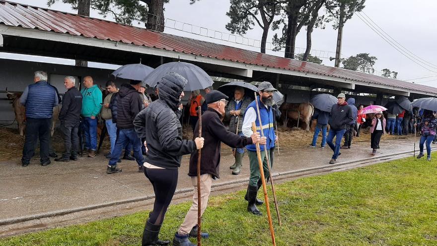La tarde de San Isidro en Llanera, pleno de ganado a la espera de que se celebre la feria dominical