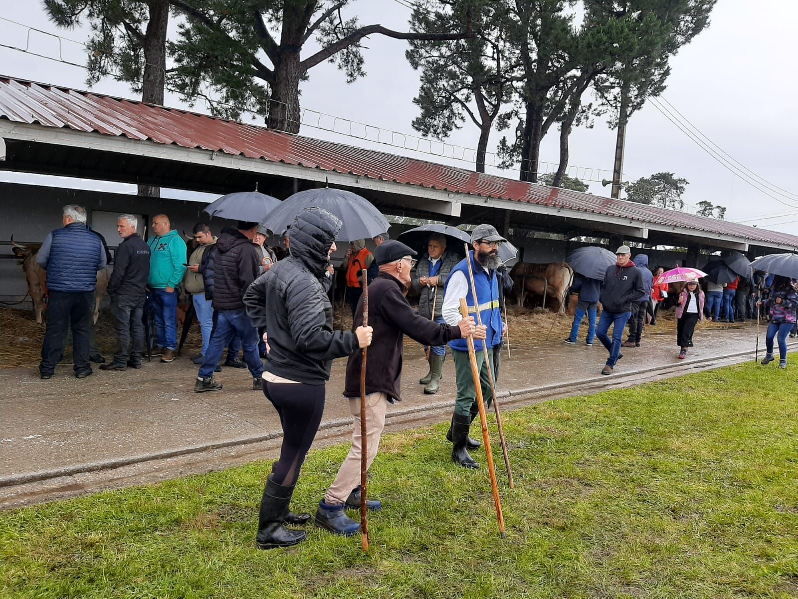 El ferial de Llanera, a tope de animales y maquinaria: así ha sido la tarde de San Isidro, en imágenes