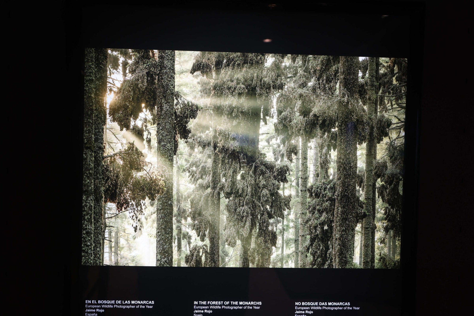 85 fotos forman parte de la exposición 'Fotógrafos na natureza' en el Aquarium