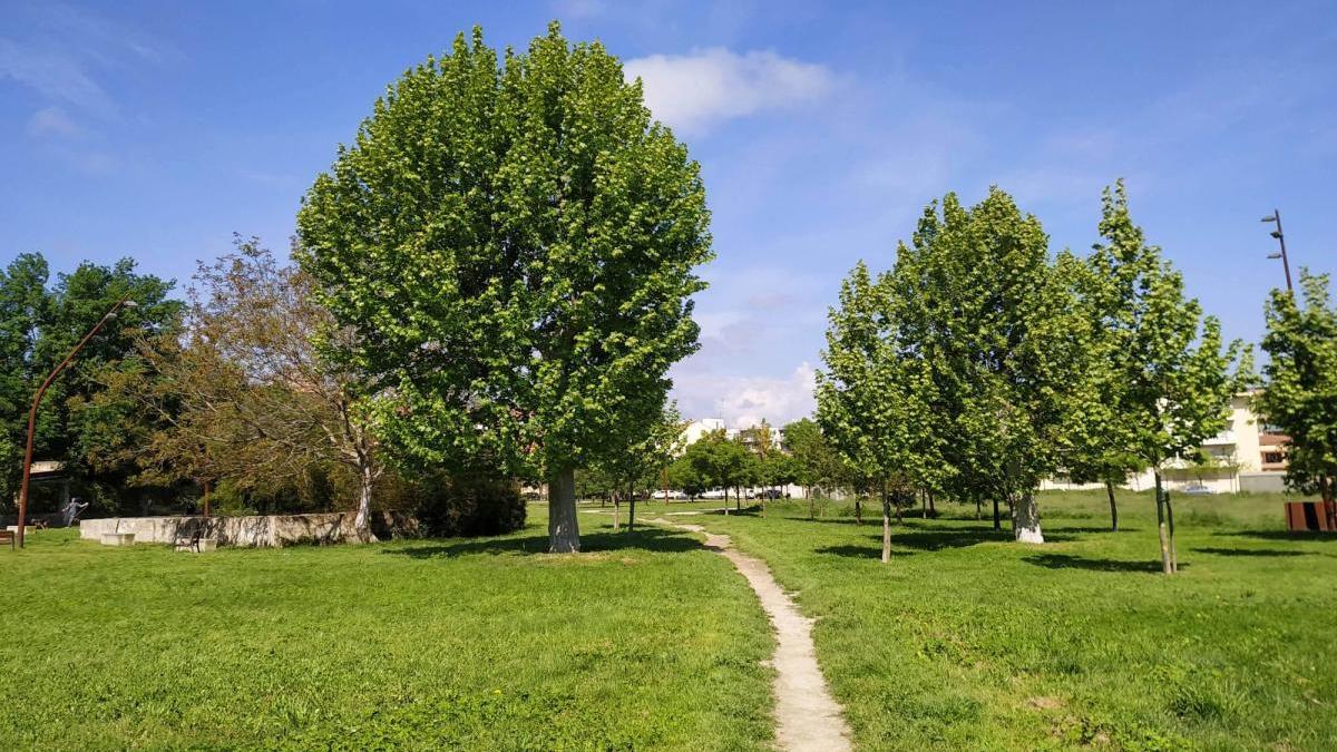 Els dos plataners reubicats al Parc de les Aigües.