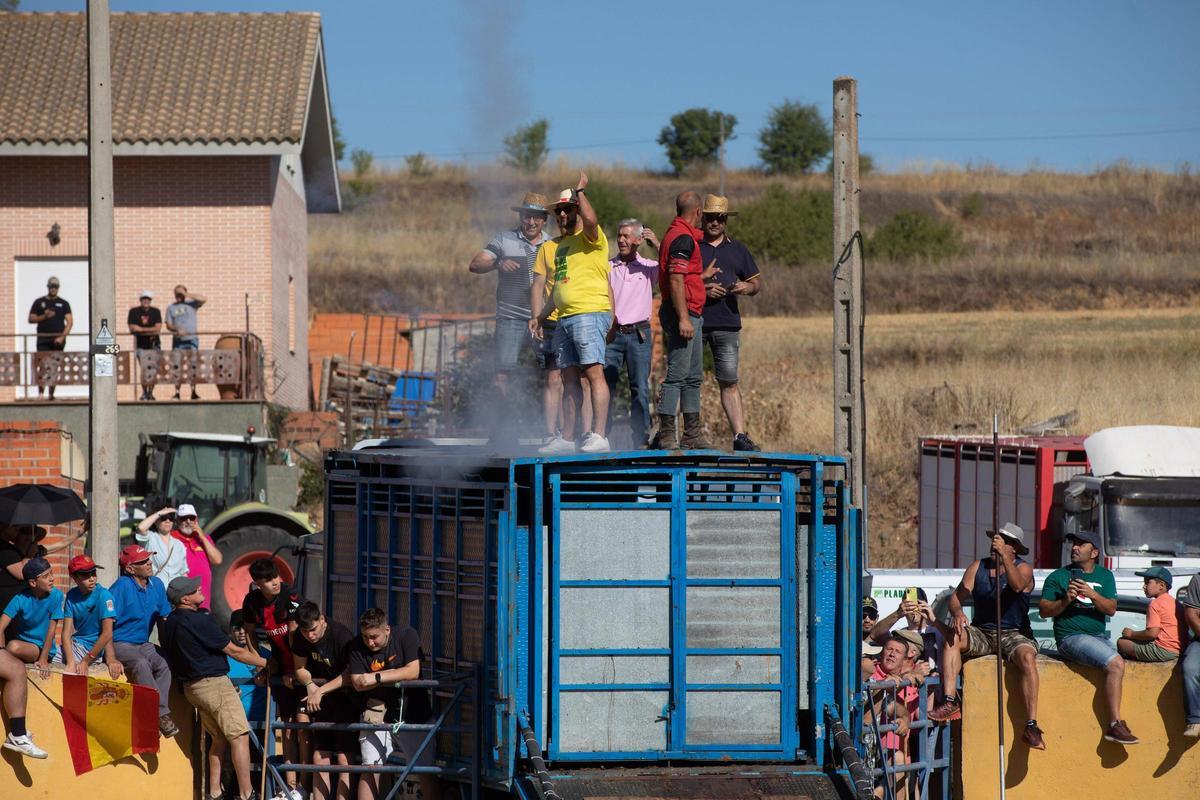GALERÍA | Venialbo vibra con el encierro mixto de sus fiestas GALERÍA | Venialbo vibra con el encierro mixto de sus fiestas