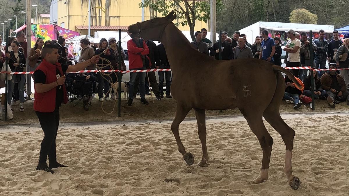 Caballo y cifra récord