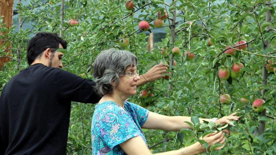 Productors de pomes ecològiques de muntanya creen una cooperativa