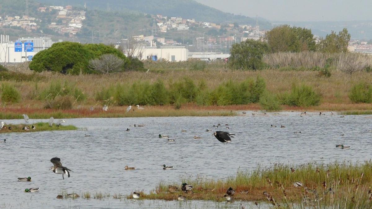 Delta del Llobregat.