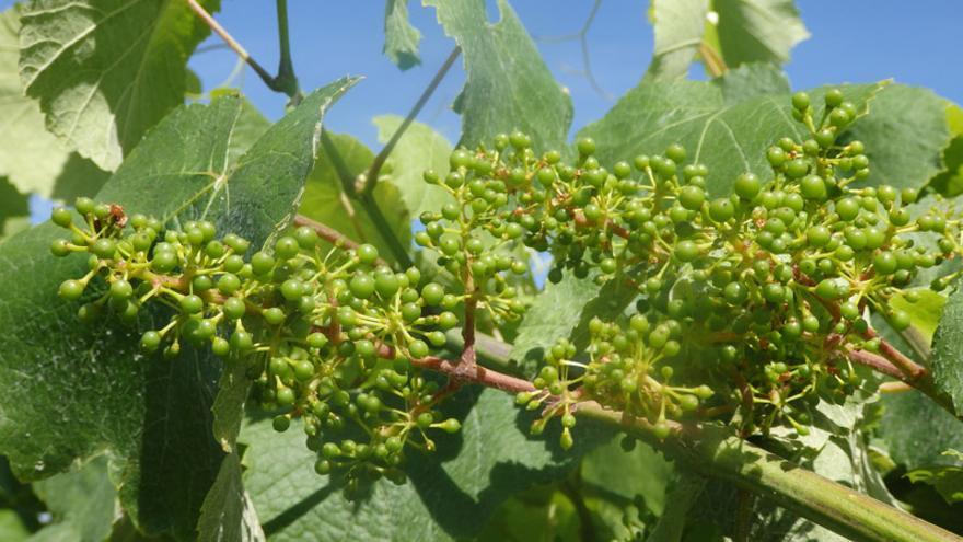 La floración del viñedo parece salvada