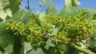 La floración del viñedo parece salvada
