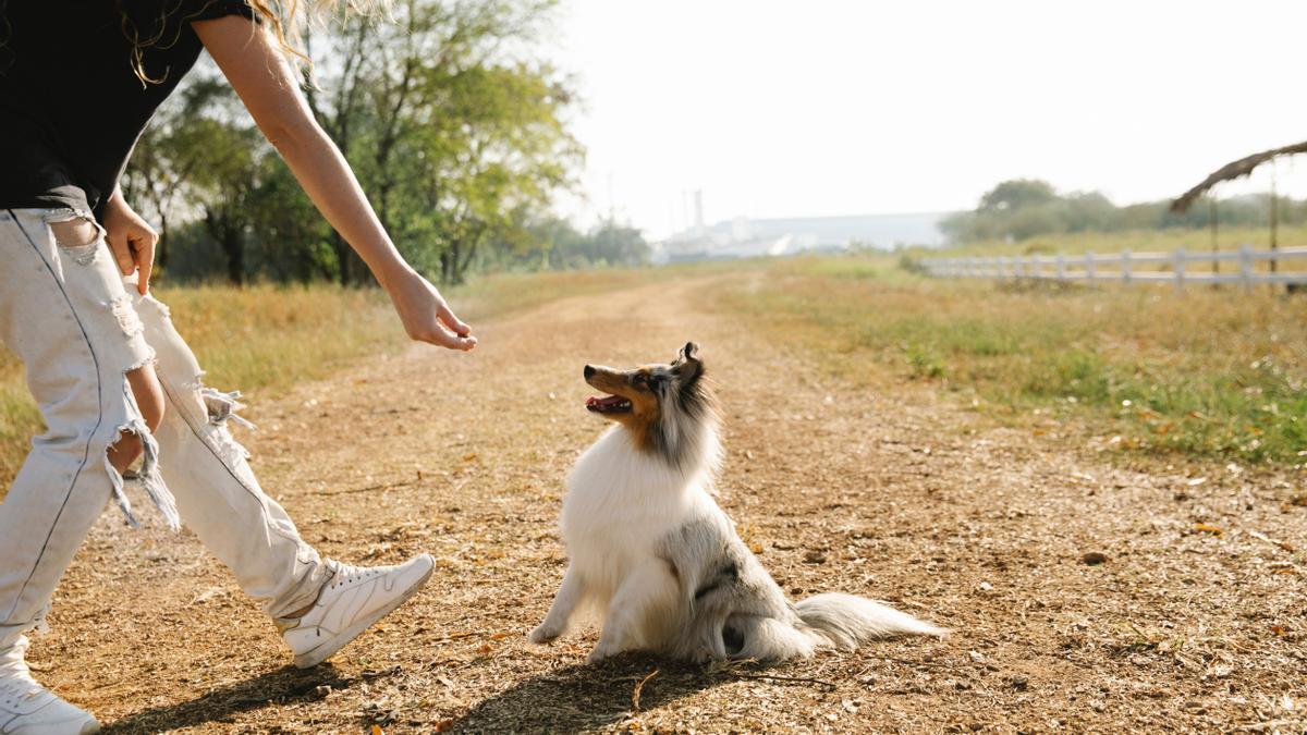 LEY ANIMAL: Todos los detalles del curso obligatorio para dueños de perros,  ¿puedo evitar hacerlo?